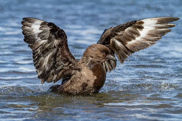 Framed Print : Adult Subantarctic Skua (Catharacta antarctica lonnbergi) cleaning itself in glacier run off at Stromness Bay, South Georgia, Polar Regions Framed Print : Adult Subantarctic Skua (Catharacta antarctica lonnbergi) cleaning itself in glacier run off at Stromness Bay, South Georgia, Polar Regions