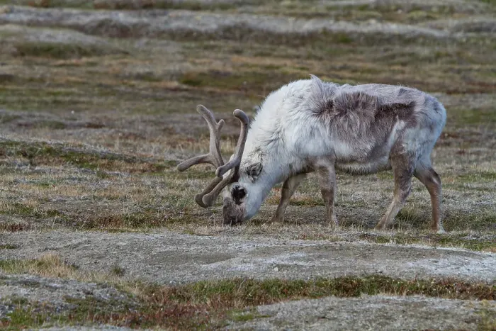 Framed Print : Adult Svalbard reindeer (Rangifer tarandus platyrhynchus) grazing within the town limits of Longyearbyen, Svalbard, Norway Framed Print : Adult Svalbard reindeer (Rangifer tarandus platyrhynchus) grazing within the town limits of Longyearbyen, Svalbard, Norway