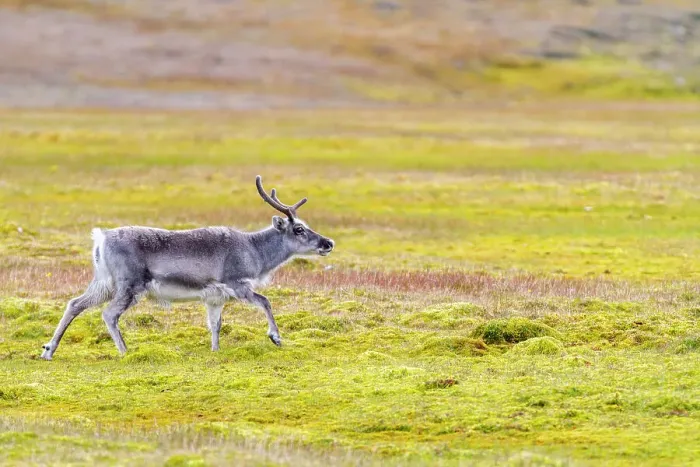 Framed Print : Adult Svalbard reindeer (Rangifer tarandus platyrhynchus) grazing on tundra in the Svalbard Archipelago, Norway, Arctic, Europe Framed Print : Adult Svalbard reindeer (Rangifer tarandus platyrhynchus) grazing on tundra in the Svalbard Archipelago, Norway, Arctic, Europe