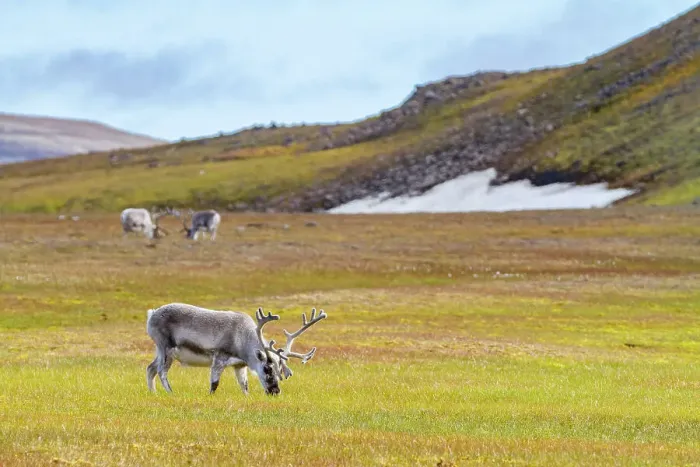 Framed Print : Adult Svalbard reindeer (Rangifer tarandus platyrhynchus) grazing on tundra in the Svalbard Archipelago, Norway, Arctic, Europe Framed Print : Adult Svalbard reindeer (Rangifer tarandus platyrhynchus) grazing on tundra in the Svalbard Archipelago, Norway, Arctic, Europe