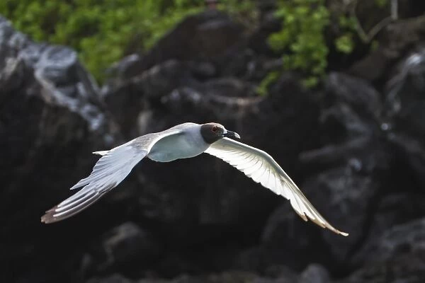 Adult swallow-tailed gull (Creagrus furcatus), Genovesa Island, Galapagos Islands, Ecuador, South America