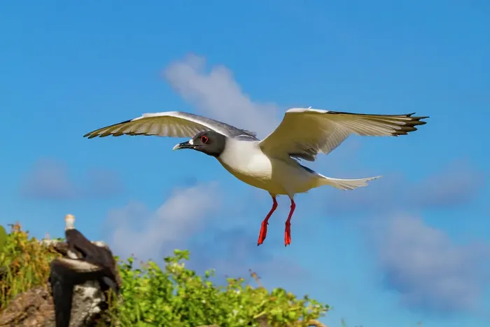 Framed Print : Adult Swallow-tailed gull (Creagrus furcatus) in flight in the Galapagos Island Archipelago, UNESCO World Heritage Site, Ecuador, South America Framed Print : Adult Swallow-tailed gull (Creagrus furcatus) in flight in the Galapagos Island Archipelago, UNESCO World Heritage Site, Ecuador, South America