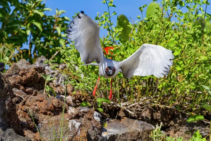 Framed Print : Adult Swallow-tailed gull (Creagrus furcatus) in flight in the Galapagos Island Archipelago, UNESCO World Heritage Site, Ecuador, South America Framed Print : Adult Swallow-tailed gull (Creagrus furcatus) in flight in the Galapagos Island Archipelago, UNESCO World Heritage Site, Ecuador, South America