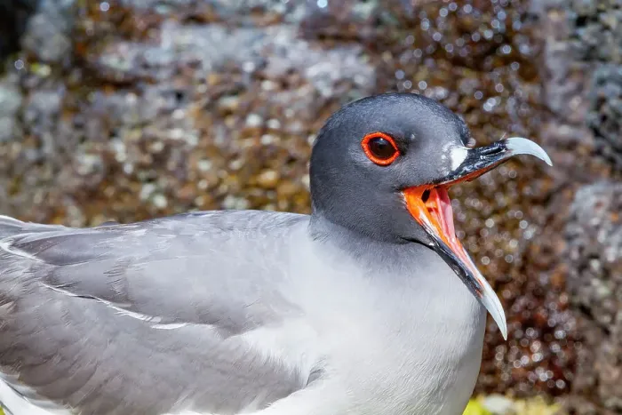 Framed Print : Adult Swallow-tailed gull (Creagrus furcatus) in the Galapagos Island Archipelago, UNESCO World Heritage Site, Ecuador, South America Framed Print : Adult Swallow-tailed gull (Creagrus furcatus) in the Galapagos Island Archipelago, UNESCO World Heritage Site, Ecuador, South America