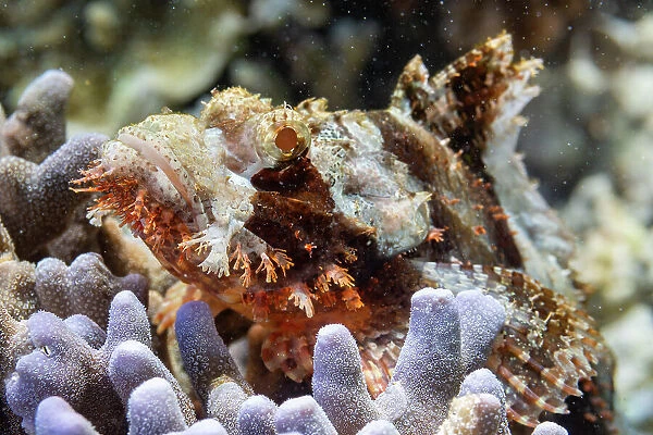 An adult tassled scorpionfish (Scorpaenopsis oxycephalus) camouflaged in the coral, Port Airboret, Raja Ampat, Indonesia, Southeast Asia