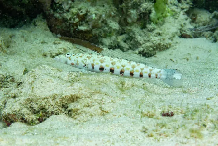 Framed Print : An adult thousand-spot grubfish (Parapercis millepunctatus), out over open sand off Bangka Island, Indonesia, Southeast Asia Framed Print : An adult thousand-spot grubfish (Parapercis millepunctatus), out over open sand off Bangka Island, Indonesia, Southeast Asia