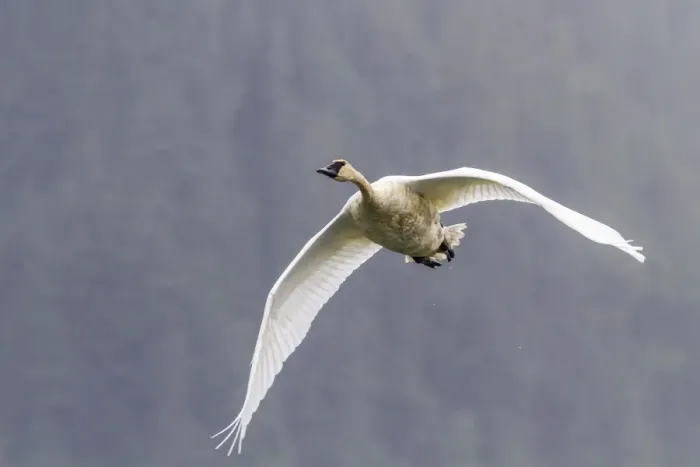 Framed Print : Adult trumpeter swan (Cygnus buccinator) near LeConte Glacier outside Petersburg, Southeast Alaska, United States of America, North America Framed Print : Adult trumpeter swan (Cygnus buccinator) near LeConte Glacier outside Petersburg, Southeast Alaska, United States of America, North America
