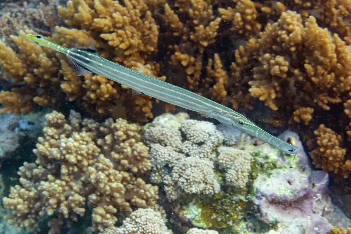 Framed Print : An adult trumpetfish (Aulostomus chinensis), off the reef on Bangka Island, near Manado, Indonesia, Southeast Asia Framed Print : An adult trumpetfish (Aulostomus chinensis), off the reef on Bangka Island, near Manado, Indonesia, Southeast Asia