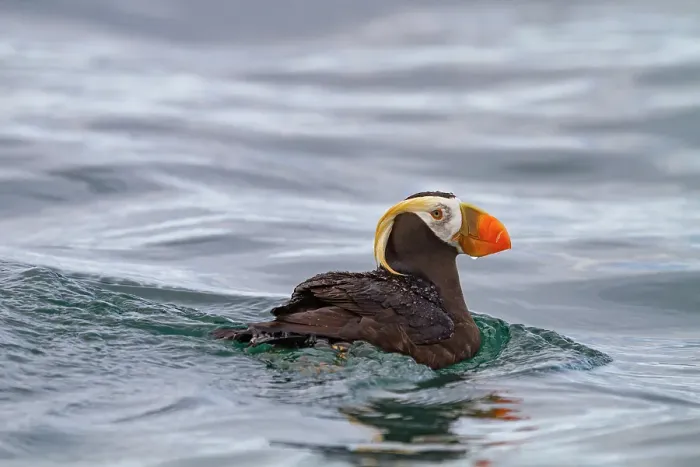 Framed Print : Adult tufted puffin (Fratercula cirrhata) on the water at South Marble Island, Glacier Bay National Park, Alaska, United States of America Framed Print : Adult tufted puffin (Fratercula cirrhata) on the water at South Marble Island, Glacier Bay National Park, Alaska, United States of America