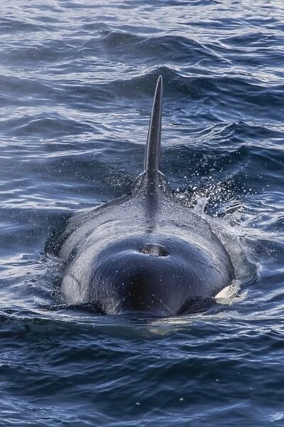 Adult Type A killer whale (Orcinus orca) surfacing in the Gerlache Strait, Antarctica