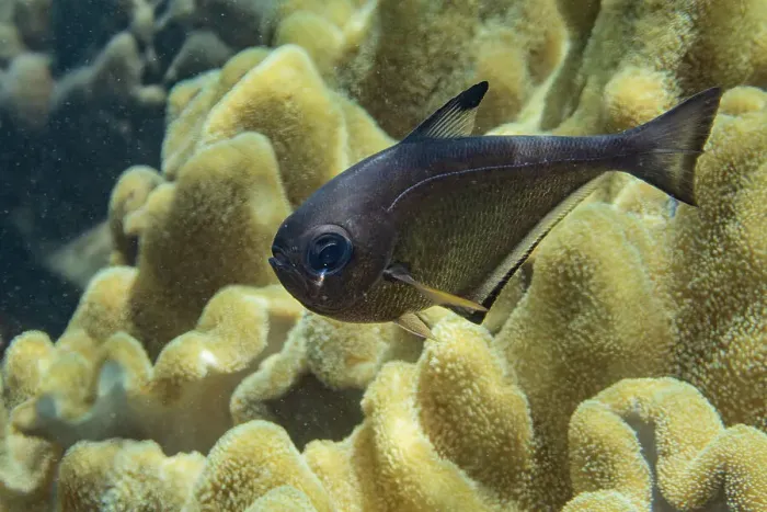 Framed Print : An adult Vanikoro sweeper (Pempheris vanicolensis), on the reef off Bangka Island, Indonesia, Southeast Asia, Asia Framed Print : An adult Vanikoro sweeper (Pempheris vanicolensis), on the reef off Bangka Island, Indonesia, Southeast Asia, Asia