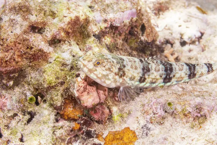 Framed Print : An adult variegated lizardfish (Synodus variegatus), off Bangka Island, near Manado, Sulawesi, Indonesia, Southeast Asia, Asia Framed Print : An adult variegated lizardfish (Synodus variegatus), off Bangka Island, near Manado, Sulawesi, Indonesia, Southeast Asia, Asia