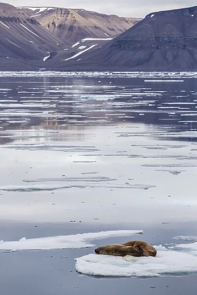 Adult walrus (Odobenus rosmarus) on ice floe in Maxwell Bay, Devon Island, Nunavut, Canada, North America