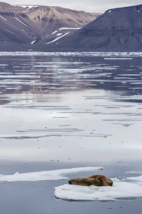 Framed Print : Adult walrus (Odobenus rosmarus) on ice floe in Maxwell Bay, Devon Island, Nunavut, Canada, North America Framed Print : Adult walrus (Odobenus rosmarus) on ice floe in Maxwell Bay, Devon Island, Nunavut, Canada, North America