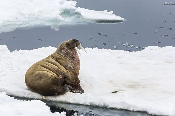 Adult walrus (Odobenus rosmarus rosmarus), Torrelneset, Nordauslandet Island, Svalbard Archipelago, Norway, Scandinavia, Europe