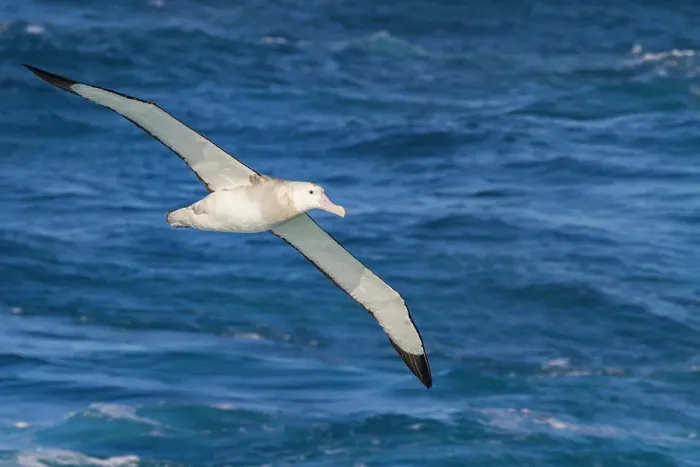 Framed Print : Adult wandering albatross (Diomedea exulans) in flight near the Tristan da Cunha Group, South Atlantic Ocean Framed Print : Adult wandering albatross (Diomedea exulans) in flight near the Tristan da Cunha Group, South Atlantic Ocean