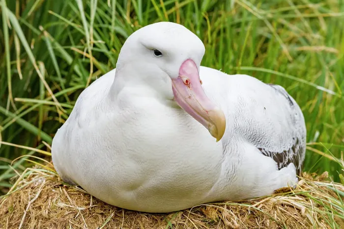 Framed Print : Adult wandering albatross (Diomedea exulans) at nest site on Prion Island in the Bay of Isles, South Georgia, Polar Regions