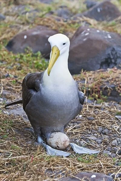 Adult waved albatross (Diomedea irrorata) with single egg, Espanola Island, Galapagos Islands, Ecuador, South America