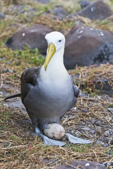 Framed Print : Adult waved albatross (Diomedea irrorata) with single egg, Espanola Island, Galapagos Islands, Ecuador, South America Framed Print : Adult waved albatross (Diomedea irrorata) with single egg, Espanola Island, Galapagos Islands, Ecuador, South America