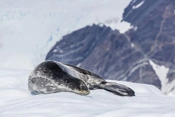 Adult Weddell seal (Leptonychotes weddellii) resting on ice in Paradise Bay, Antarctica, Polar Regions