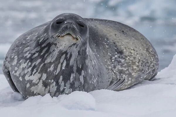 Adult Weddell seal (Leptonychotes weddellii), hauled out on ice in Buls Bay, Brabant Island