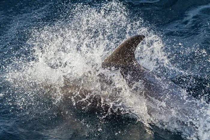 Framed Print : Adult white-beaked dolphin (Lagenorhynchus albirostris) surfacing in the Svalbard Archipelago, Norway Framed Print : Adult white-beaked dolphin (Lagenorhynchus albirostris) surfacing in the Svalbard Archipelago, Norway