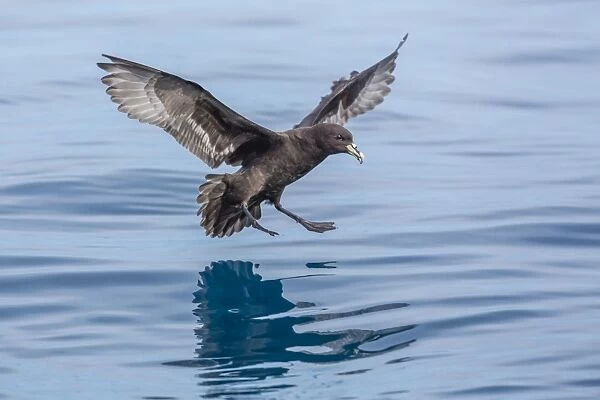 Adult white-chinned petrel (Procellaria aequinoctialis), off Kaikoura, South Island, New Zealand, Pacific