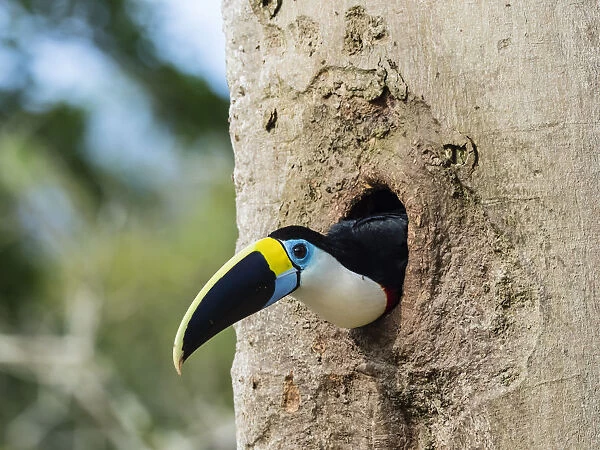 An adult white-throated toucan (Ramphastos tucanus), in Magdalena Creek, Amazon Basin