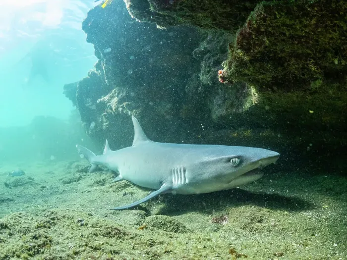 Framed Print : Adult whitetip reef shark (Triaenodon obesus) under a ledge in Puerto Egas, Santiago Island, Galapagos Islands, UNESCO World Heritage Site, Ecuador, South America Framed Print : Adult whitetip reef shark (Triaenodon obesus) under a ledge in Puerto Egas, Santiago Island, Galapagos Islands, UNESCO World Heritage Site, Ecuador, South America