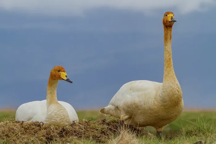 Framed Print : Adult whooper swan (Cygnus cygnus), pair on nest near Lake Myvatn, Iceland Framed Print : Adult whooper swan (Cygnus cygnus), pair on nest near Lake Myvatn, Iceland