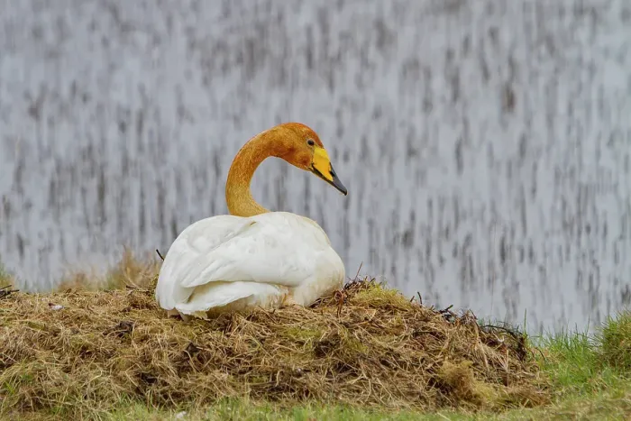 Framed Print : Adult whooper swan (Cygnus cygnus), pair on nest near Lake Myvatn, Iceland