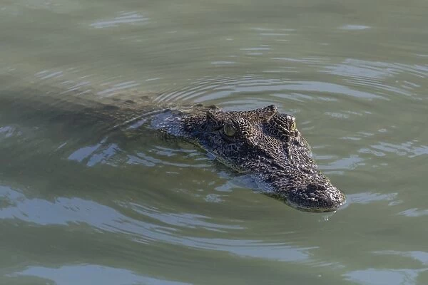 An adult wild saltwater crocodile (Crocodylus porosus) in the Hunter River in Mitchell River National Park, Kimberley, Western Australia, Australia, Pacific