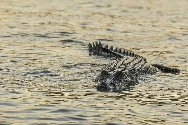 An adult wild saltwater crocodile (Crocodylus porosus) hunting on the banks of the Hunter River in Mitchell River National Park, Kimberley, Western Australia, Australia, Pacific