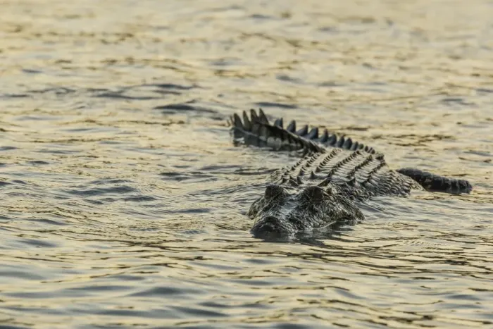 Framed Print : An adult wild saltwater crocodile (Crocodylus porosus) hunting on the banks of the Hunter River in Mitchell River National Park, Kimberley, Western Australia, Australia, Pacific Framed Print : An adult wild saltwater crocodile (Crocodylus porosus) hunting on the banks of the Hunter River in Mitchell River National Park, Kimberley, Western Australia, Australia, Pacific