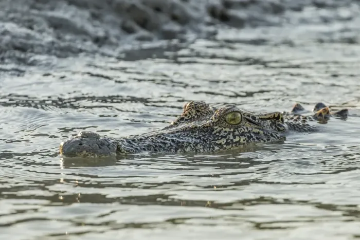 Framed Print : An adult wild saltwater crocodile (Crocodylus porosus) in the Hunter River in Mitchell River National Park, Kimberley, Western Australia, Australia, Pacific Framed Print : An adult wild saltwater crocodile (Crocodylus porosus) in the Hunter River in Mitchell River National Park, Kimberley, Western Australia, Australia, Pacific