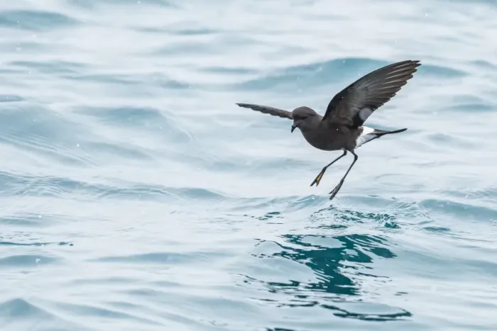 Framed Print : Adult Wilsons storm petrel (Oceanites oceanicus), surface feeding at Grytviken, South Georgia Framed Print : Adult Wilsons storm petrel (Oceanites oceanicus), surface feeding at Grytviken, South Georgia
