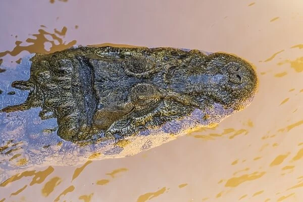 Adult Yacare caiman (Caiman yacare), head detail, within Iguazu Falls National Park