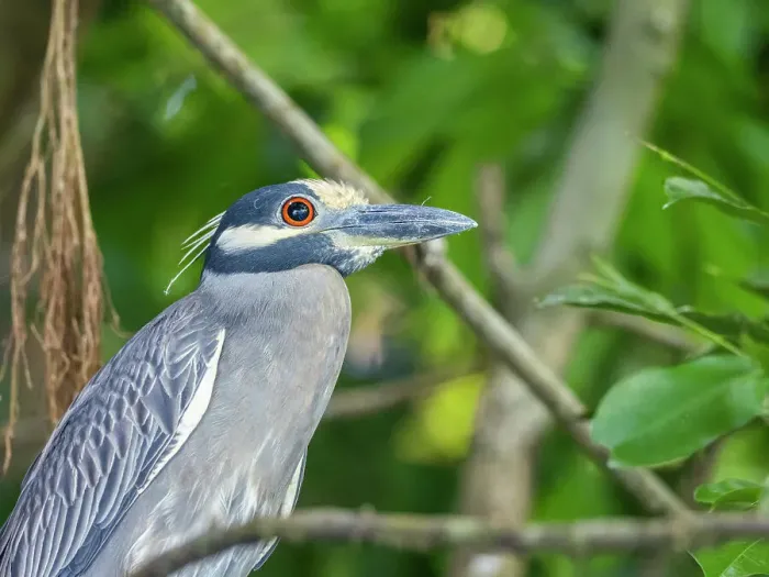 Framed Print : An adult yellow-crowned night heron (Nyctanassa violacea), along the shoreline at Playa Blanca, Costa Rica, Central America Framed Print : An adult yellow-crowned night heron (Nyctanassa violacea), along the shoreline at Playa Blanca, Costa Rica, Central America
