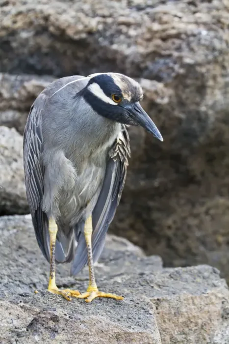 Framed Print : Adult yellow-crowned night heron (Nyctanassa violacea), Genovesa Island, Galapagos Islands, Ecuador, South America Framed Print : Adult yellow-crowned night heron (Nyctanassa violacea), Genovesa Island, Galapagos Islands, Ecuador, South America