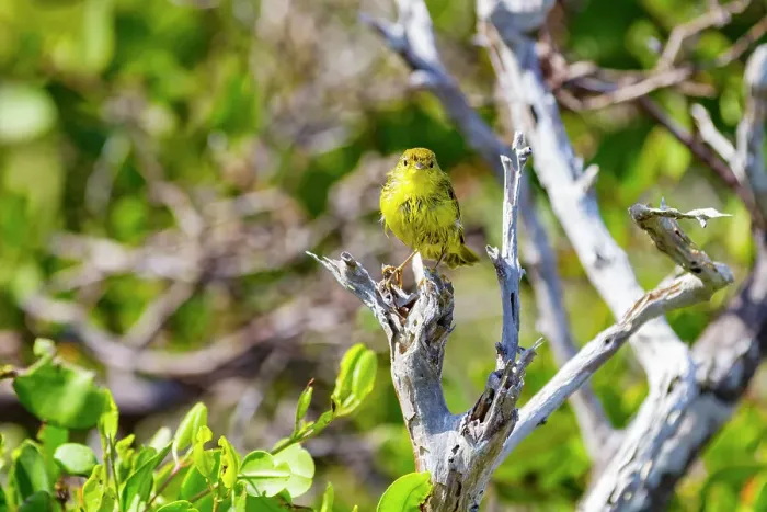 Framed Print : Adult yellow warbler (Dendroica petechia aureola) in the Galapagos Island Archipelago, UNESCO World Heritage Site, Ecuador, South America Framed Print : Adult yellow warbler (Dendroica petechia aureola) in the Galapagos Island Archipelago, UNESCO World Heritage Site, Ecuador, South America
