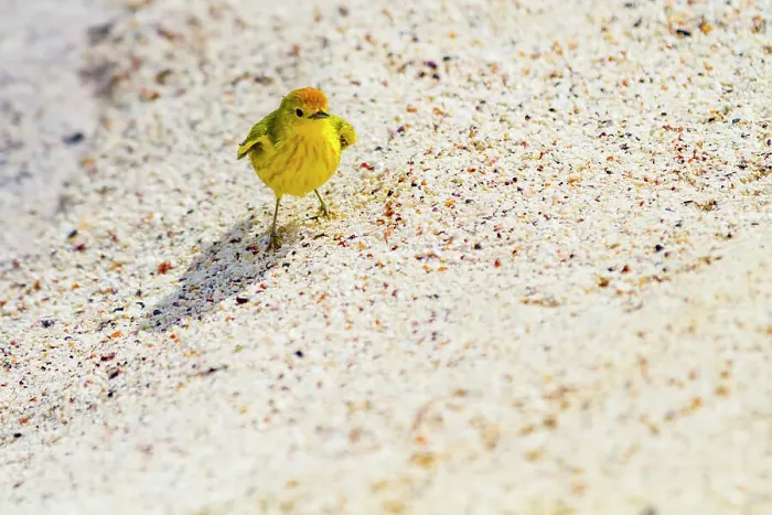 Framed Print : Adult yellow warbler (Dendroica petechia aureola) in the Galapagos Island Archipelago, UNESCO World Heritage Site, Ecuador, South America Framed Print : Adult yellow warbler (Dendroica petechia aureola) in the Galapagos Island Archipelago, UNESCO World Heritage Site, Ecuador, South America