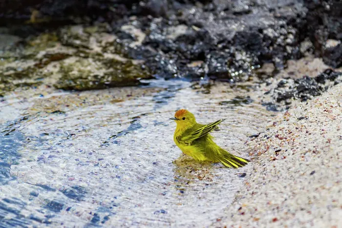 Framed Print : Adult yellow warbler (Dendroica petechia aureola) in the Galapagos Island Archipelago, UNESCO World Heritage Site, Ecuador, South America Framed Print : Adult yellow warbler (Dendroica petechia aureola) in the Galapagos Island Archipelago, UNESCO World Heritage Site, Ecuador, South America