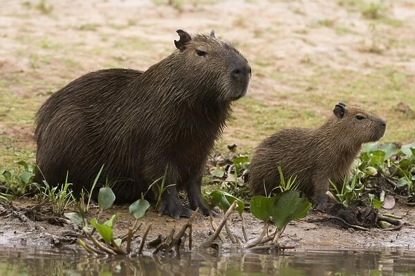 Adult and young capybara (Hydrochaeris hydrochaeris) on Cuiaba River bank, Pantanal