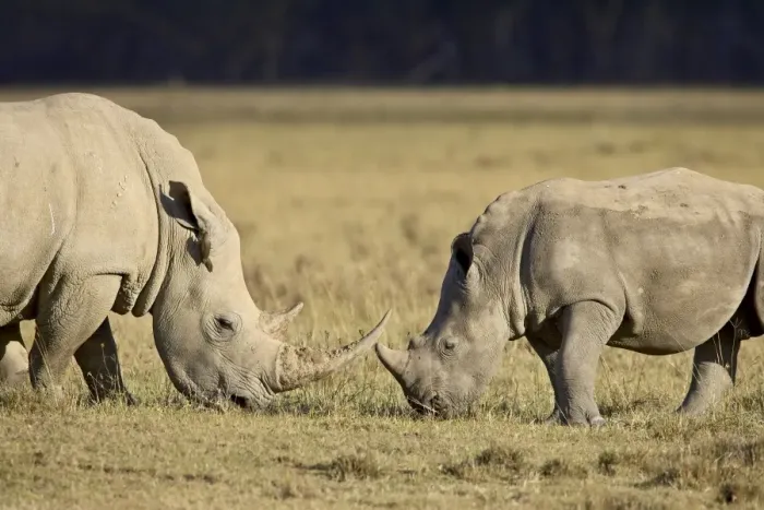 Framed Print : Adult and young white rhinoceros (Ceratotherium simum), Lake Nakuru National Park Framed Print : Adult and young white rhinoceros (Ceratotherium simum), Lake Nakuru National Park