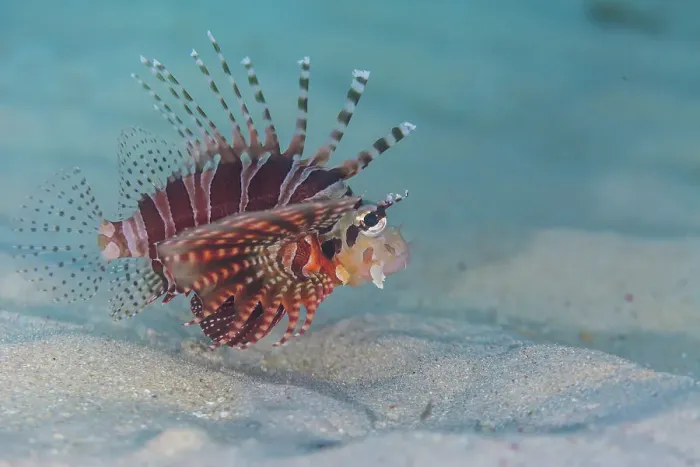 Framed Print : An adult zebra lionfish (Dendrochirus zebra), out over open sand off Bangka Island, Indonesia, Southeast Asia Framed Print : An adult zebra lionfish (Dendrochirus zebra), out over open sand off Bangka Island, Indonesia, Southeast Asia