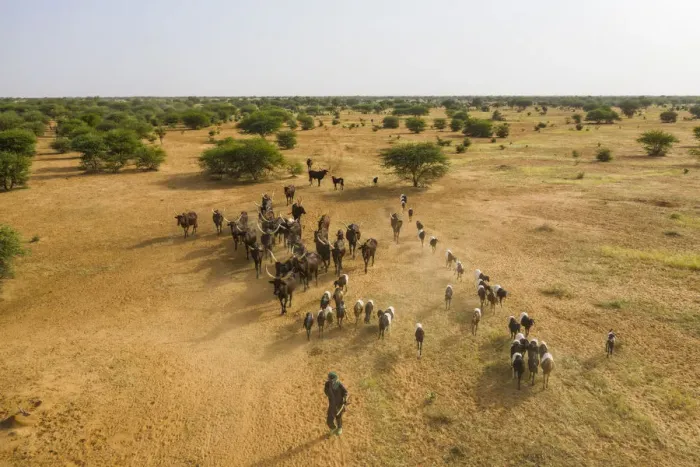 Framed Print : Aerial of cattle moving to a waterhole, Gerewol festival, courtship ritual competition Framed Print : Aerial of cattle moving to a waterhole, Gerewol festival, courtship ritual competition