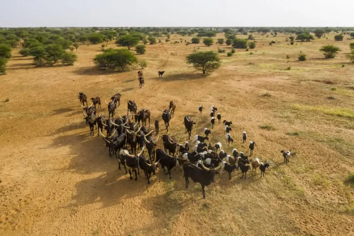 Framed Print : Aerial of cattle moving to a waterhole, Gerewol festival, courtship ritual competition