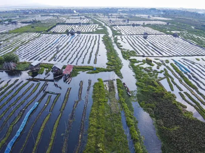 Framed Print : Aerial by drone of the floating gardens, Inle Lake, Shan state, Myanmar (Burma), Asia Framed Print : Aerial by drone of the floating gardens, Inle Lake, Shan state, Myanmar (Burma), Asia
