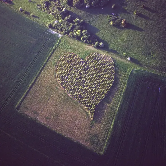 Framed Print : Aerial image of heart shape orchard, near Huish Hill earthwork, Oare, Wiltshire Framed Print : Aerial image of heart shape orchard, near Huish Hill earthwork, Oare, Wiltshire