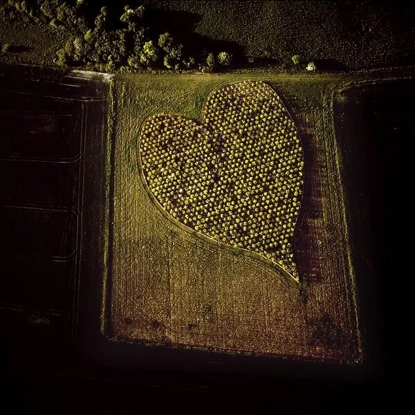 Aerial image of heart shape orchard, near Huish Hill earthwork, Oare, Wiltshire